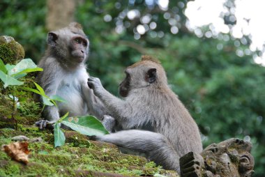 Monkey Forest - Ubud, Bali, Endonezya.