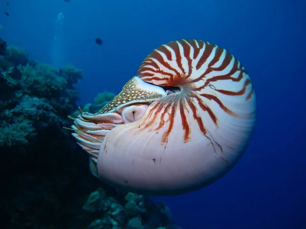 Hihetetlen Víz Alatti Világ Nautilus Palau — Stock Fotó