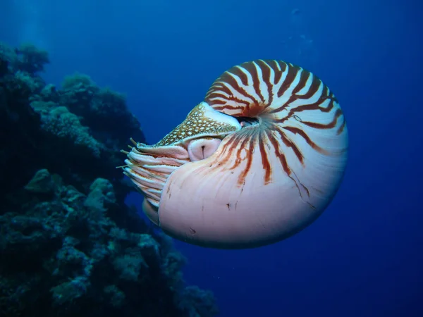 İnanılmaz sualtı dünyası - Nautilus. Palau. 