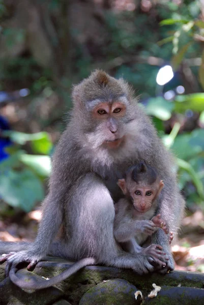 Monkey Forest Ubud Bali Indonesia — Stock Photo, Image