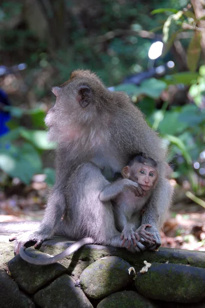 Monkey Forest - Ubud, Bali, Endonezya.