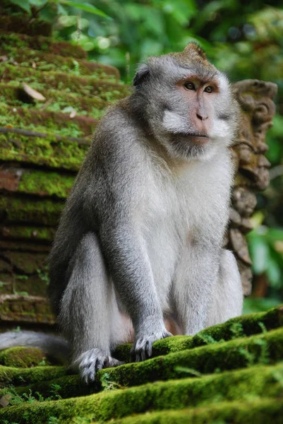 Monkey Forest Ubud Bali Indonesia — Stock Photo, Image