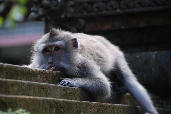 Monkey Forest Ubud Bali Indonesia — Stock Photo, Image