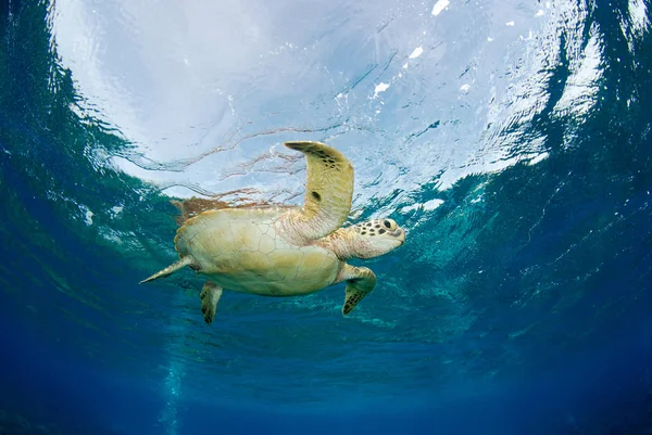 Удивительный Подводный Мир Зеленая Черепаха Chelonia Mydas Остров Апо Филиппины — стоковое фото