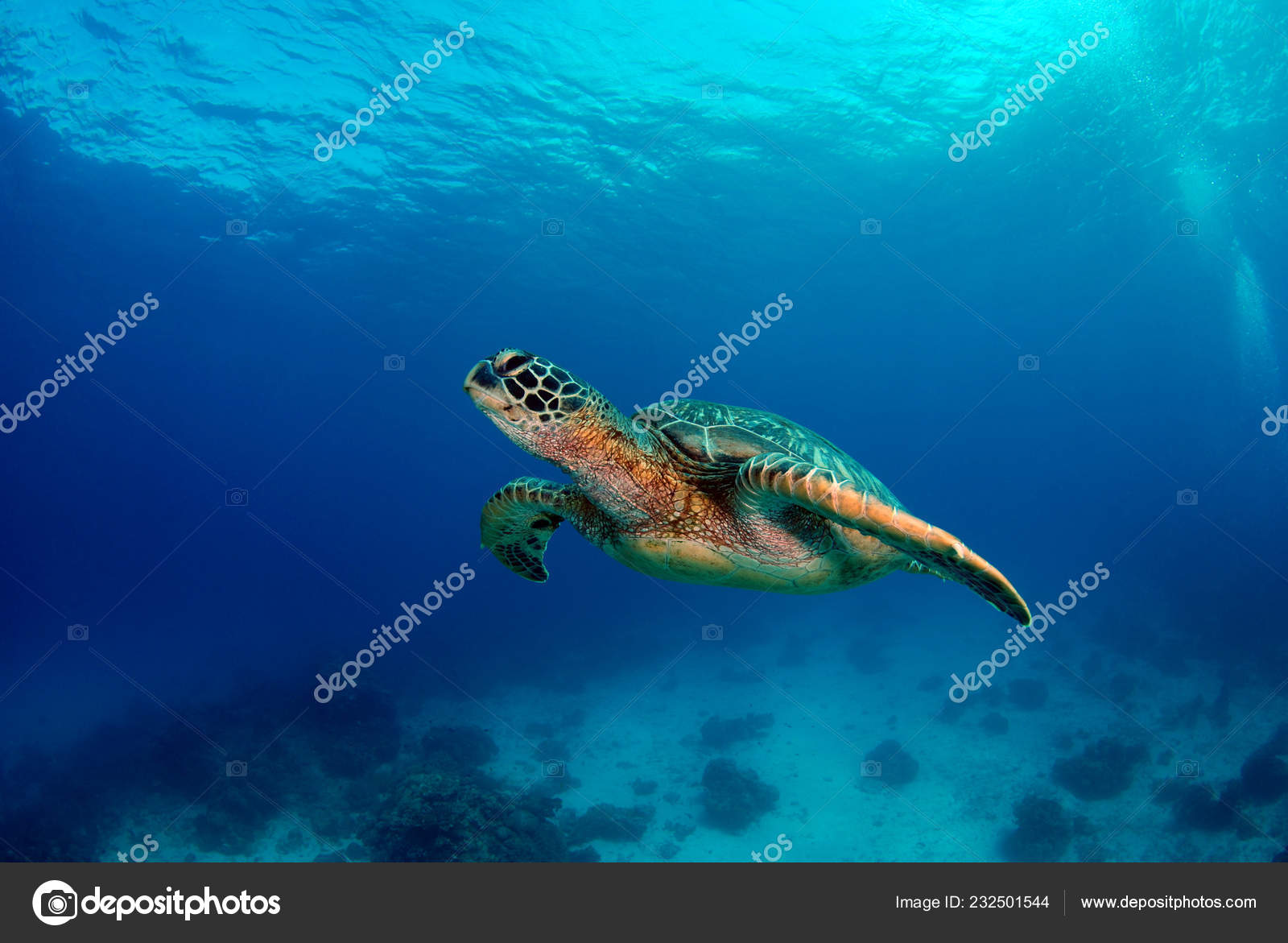 Tortues sous l'eau images libres de droit, photos de Tortues sous l'eau |  DepositPhotos, image size:1600x1171