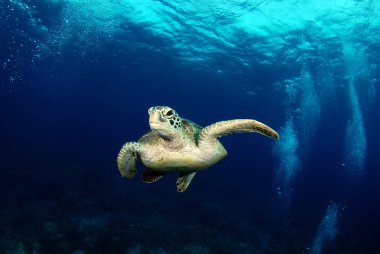 Muhteşem sualtı dünyasını - Yeşil Kaplumbağa - Chelonia mydas. Apo Adası, Filipinler.