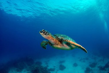 Muhteşem sualtı dünyasını - Yeşil Kaplumbağa - Chelonia mydas. Apo Adası, Filipinler.