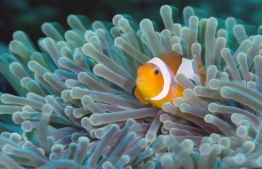 Amazing underwater world - Nemo fish. Underwater macro photography. Scuba diving in Tulambe, Bali, Indonesia.  clipart