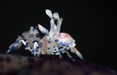 Sualtı Dünya - Harlequin karides - Hymenocera picta şaşırtıcı. Sualtı makro fotoğrafçılık. Tulamben, Bali, Endonezya. 