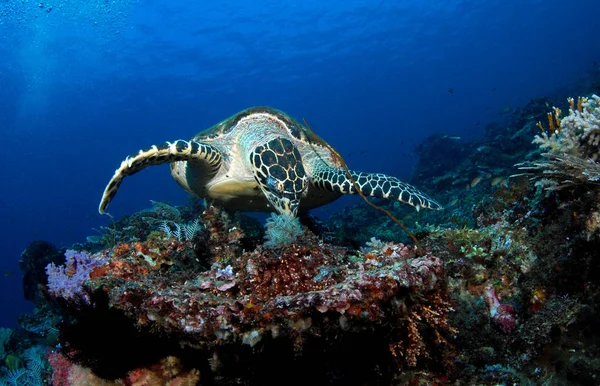 Sualtı dünyası - Hawksbill kaplumbağa - Eretmochelys Imbricata şaşırtıcı. Sualtı geniş açı fotoğraf. Mercan Üçgeni'nde dalış. Tulamben, Bali, Endonezya.