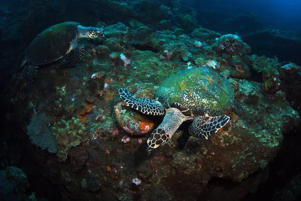 Amazing Underwater World Hawksbill Turtle Eretmochelys Imbricata Underwater Wide Angle — Stock Photo, Image