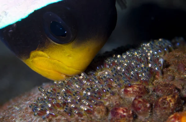 Increíble Mundo Submarino Nemo Pescado Fotografía Macro Submarina Buceo Tulambe —  Fotos de Stock