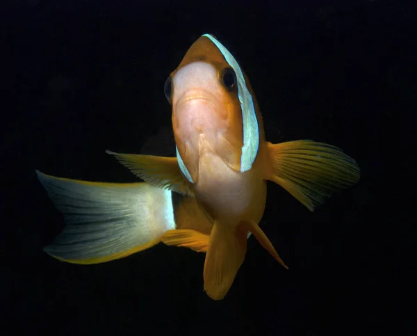 Increíble Mundo Submarino Nemo Pescado Fotografía Macro Submarina Buceo Tulambe — Foto de Stock