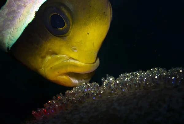 Fantastiske Undersøiske Verden Nemo Fisk Undervands Makro Fotografering Dykning Tulambe - Stock-foto