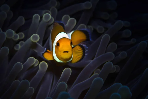 Niesamowity Podwodny Świat Ryba Nemo Podwodne Makrofotografii Nurkowanie Tulambe Bali — Zdjęcie stockowe