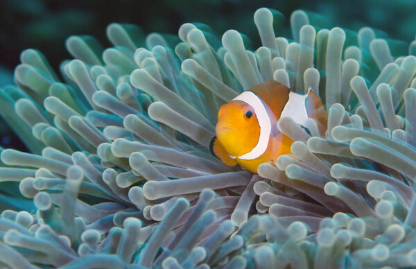 Amazing underwater world - Nemo fish. Underwater macro photography. Scuba diving in Tulambe, Bali, Indonesia. 