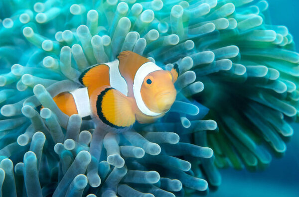 Amazing underwater world - Nemo fish. Underwater macro photography. Scuba diving in Tulambe, Bali, Indonesia. 