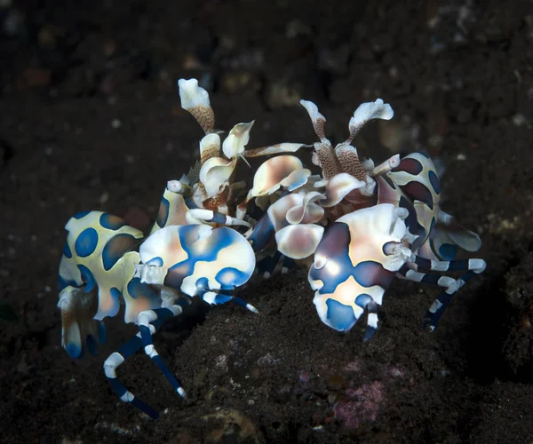 Amazing Underwater World Harlequin Shrimp Hymenocera Picta Underwater Macro Photography — Stock Photo, Image