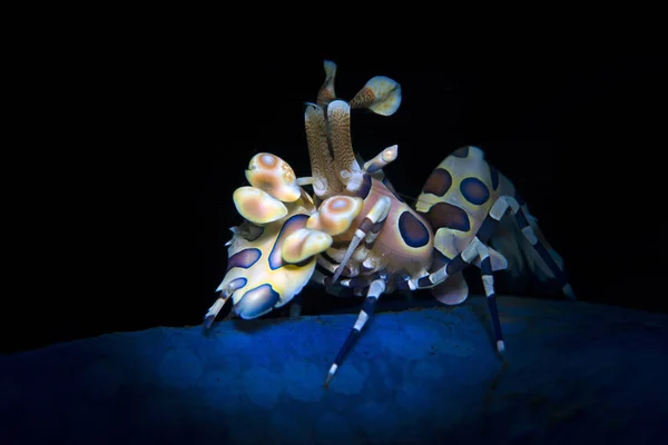 Sualtı Dünya - Harlequin karides - Hymenocera picta şaşırtıcı. Sualtı makro fotoğrafçılık. Tulamben, Bali, Endonezya. 