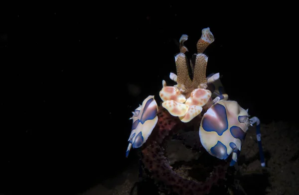 Amazing Underwater World Harlequin Shrimp Hymenocera Picta Underwater Macro Photography — Stock Photo, Image