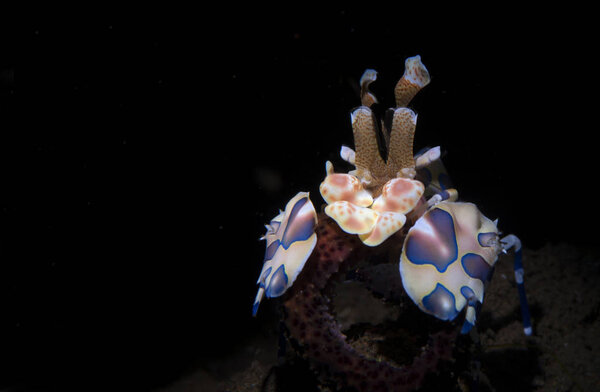Amazing underwater world - Harlequin shrimp - Hymenocera picta.  Underwater macro photography. Tulamben, Bali, Indonesia. 