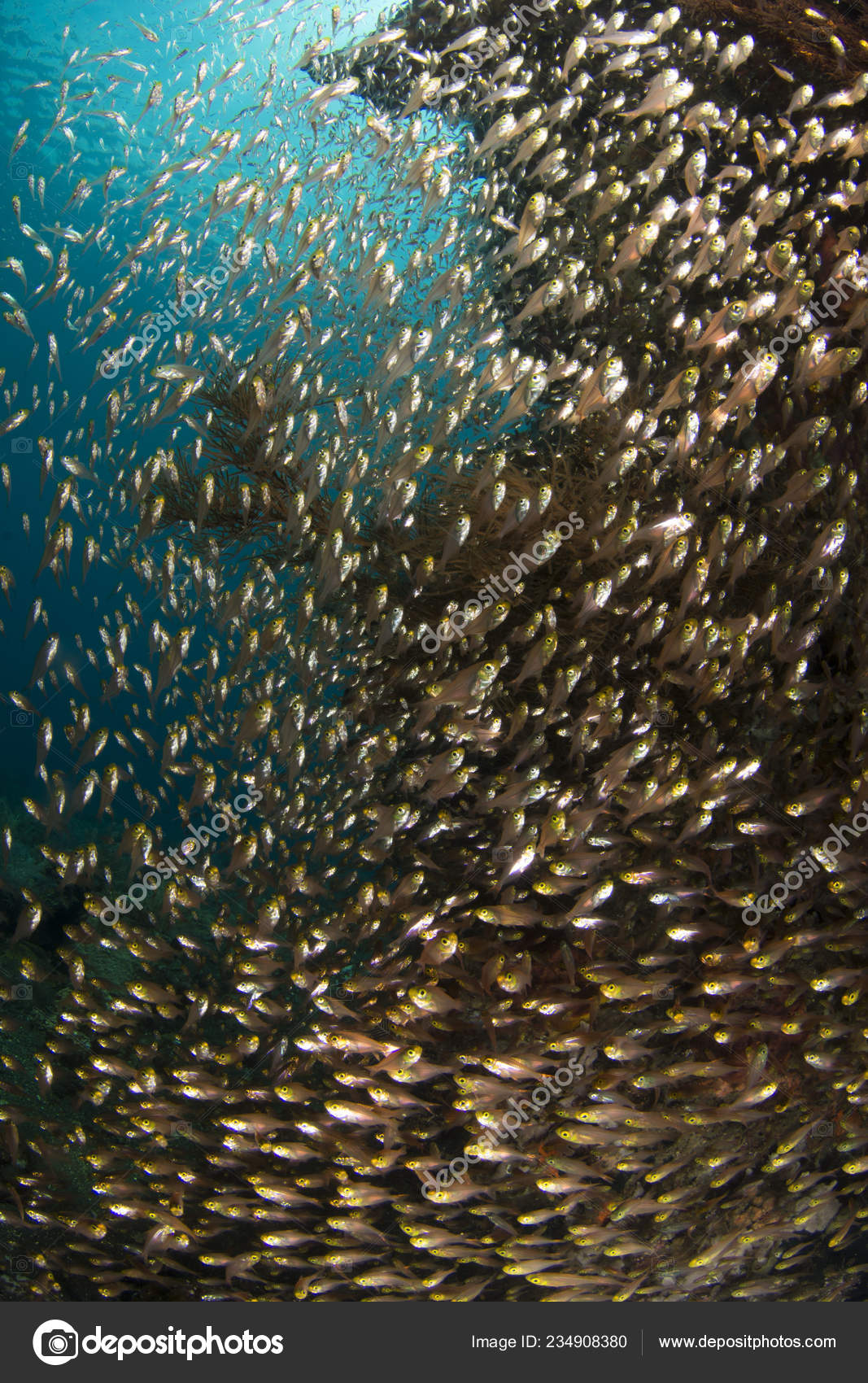 Amazing Underwater World Glassfish Underwater Wide Angle Photography