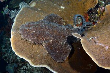 Muhteşem sualtı dünyasını - Halı köpekbalığı - halı wobbegong - Eucrossorhinus dasypogon. Mercan Üçgeni, Raja Ampat rezerv. 