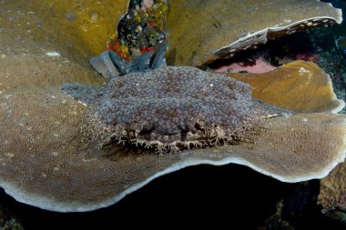Muhteşem sualtı dünyasını - Halı köpekbalığı - halı wobbegong - Eucrossorhinus dasypogon. Mercan Üçgeni, Raja Ampat rezerv. 