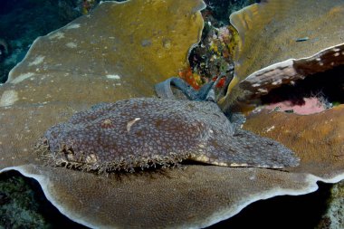 Muhteşem sualtı dünyasını - Halı köpekbalığı - halı wobbegong - Eucrossorhinus dasypogon. Mercan Üçgeni, Raja Ampat rezerv. 