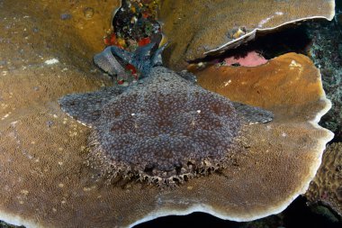 Amazing underwater world - Carpet shark - Tasselled wobbegong - Eucrossorhinus dasypogon.  Coral Triangle, Raja Ampat Reserve.  clipart