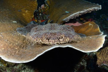 Muhteşem sualtı dünyasını - Halı köpekbalığı - halı wobbegong - Eucrossorhinus dasypogon. Mercan Üçgeni, Raja Ampat rezerv. 