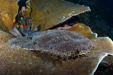 Muhteşem sualtı dünyasını - Halı köpekbalığı - halı wobbegong - Eucrossorhinus dasypogon. Mercan Üçgeni, Raja Ampat rezerv. 