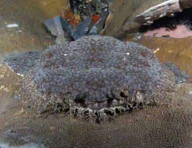 Muhteşem sualtı dünyasını - Halı köpekbalığı - halı wobbegong - Eucrossorhinus dasypogon. Mercan Üçgeni, Raja Ampat rezerv. 