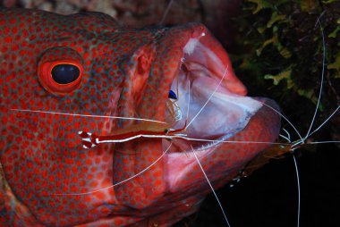 Incredible underwater world - Coral Grouper - Cephalopholis miniata + Clear cleaner shrimp - Urocaridella antonbruunii. Underwater macro photography. Divinge in Coral Triangle. Tulamben, Bali, Indonesia.  clipart