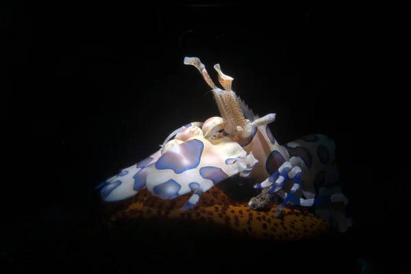 Niesamowity Podwodny Świat Harlequin Krewetki Hymenocera Picta Podwodne Makrofotografii Tulamben — Zdjęcie stockowe