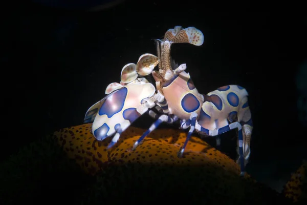 Sualtı Dünya - Harlequin karides - Hymenocera picta şaşırtıcı. Sualtı makro fotoğrafçılık. Tulamben, Bali, Endonezya. 
