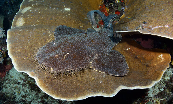 Amazing underwater world - Carpet shark - Tasselled wobbegong - Eucrossorhinus dasypogon.  Coral Triangle, Raja Ampat Reserve. 