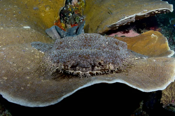 Muhteşem sualtı dünyasını - Halı köpekbalığı - halı wobbegong - Eucrossorhinus dasypogon. Mercan Üçgeni, Raja Ampat rezerv. 