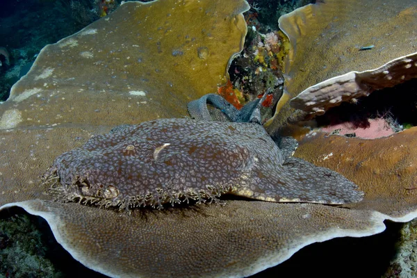 Fantastisk Undersøiske Verden Tæppehaj Tasselled Wobbegong Eucrossorhinus Dasypogon Koraltrekant Raja - Stock-foto