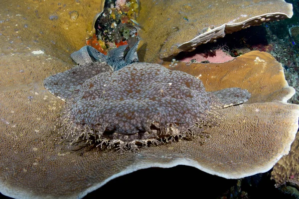Muhteşem sualtı dünyasını - Halı köpekbalığı - halı wobbegong - Eucrossorhinus dasypogon. Mercan Üçgeni, Raja Ampat rezerv. 