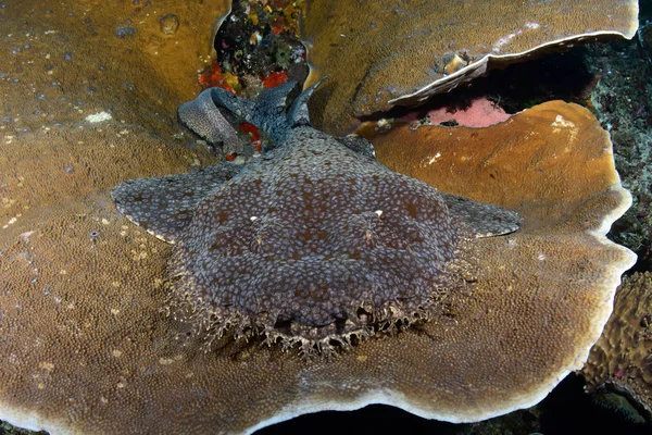 Muhteşem sualtı dünyasını - Halı köpekbalığı - halı wobbegong - Eucrossorhinus dasypogon. Mercan Üçgeni, Raja Ampat rezerv. 