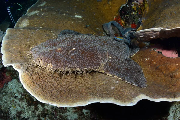 Amazing Underwater World Carpet Shark Tasselled Wobbegong Eucrossorhinus Dasypogon Coral — Stock Photo, Image