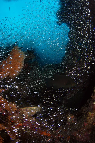 Amazing Underwater World Glassfish Underwater Wide Angle Photography Diving Coral — Stock Photo, Image