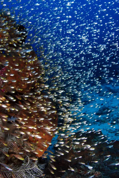 Amazing Underwater World Glassfish Underwater Wide Angle Photography Diving Coral — Stock Photo, Image