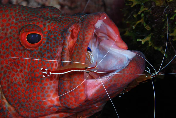 Incredible underwater world - Coral Grouper - Cephalopholis miniata + Clear cleaner shrimp - Urocaridella antonbruunii. Underwater macro photography. Divinge in Coral Triangle. Tulamben, Bali, Indonesia.