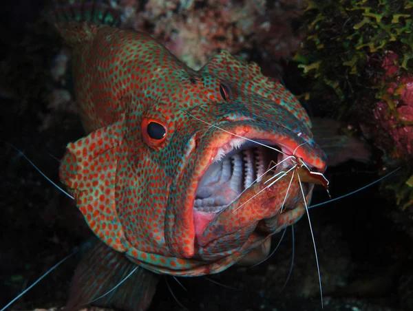 Utrolig Undersøiske Verden Coral Grouper Cephalopholis Miniata Ryd Renere Rejer - Stock-foto