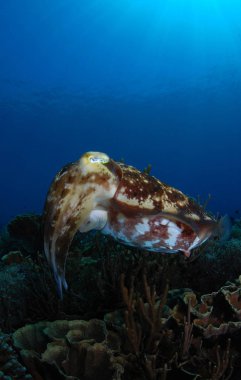 Amazing underwater world - Broadclub cuttlefish - . Underwater photography - wide angle. Komodo National Park, Indonesia.  clipart