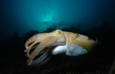 Muhteşem sualtı dünyasını - Broadclub mürekkep balığı -. Sualtı fotoğrafçılığı - geniş açı. Komodo Ulusal Parkı, Endonezya. 