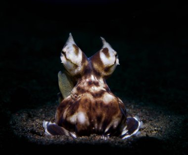 Muhteşem sualtı dünyasını - Mimic octopus - Thaumoctopus mimicus. Sualtı makro fotoğrafçılık özel aydınlatma - karşıyageldiklerinde (bir meşale ışığı dar bir ışın ile) kullanarak. Tulamben, Bali, Endonezya. 