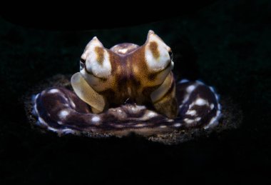 Muhteşem sualtı dünyasını - Mimic octopus - Thaumoctopus mimicus. Sualtı makro fotoğrafçılık özel aydınlatma - karşıyageldiklerinde (bir meşale ışığı dar bir ışın ile) kullanarak. Tulamben, Bali, Endonezya. 